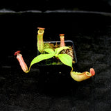 Nepenthes (maxima x campanulata) x veitchii "The Wave", CAR-0070