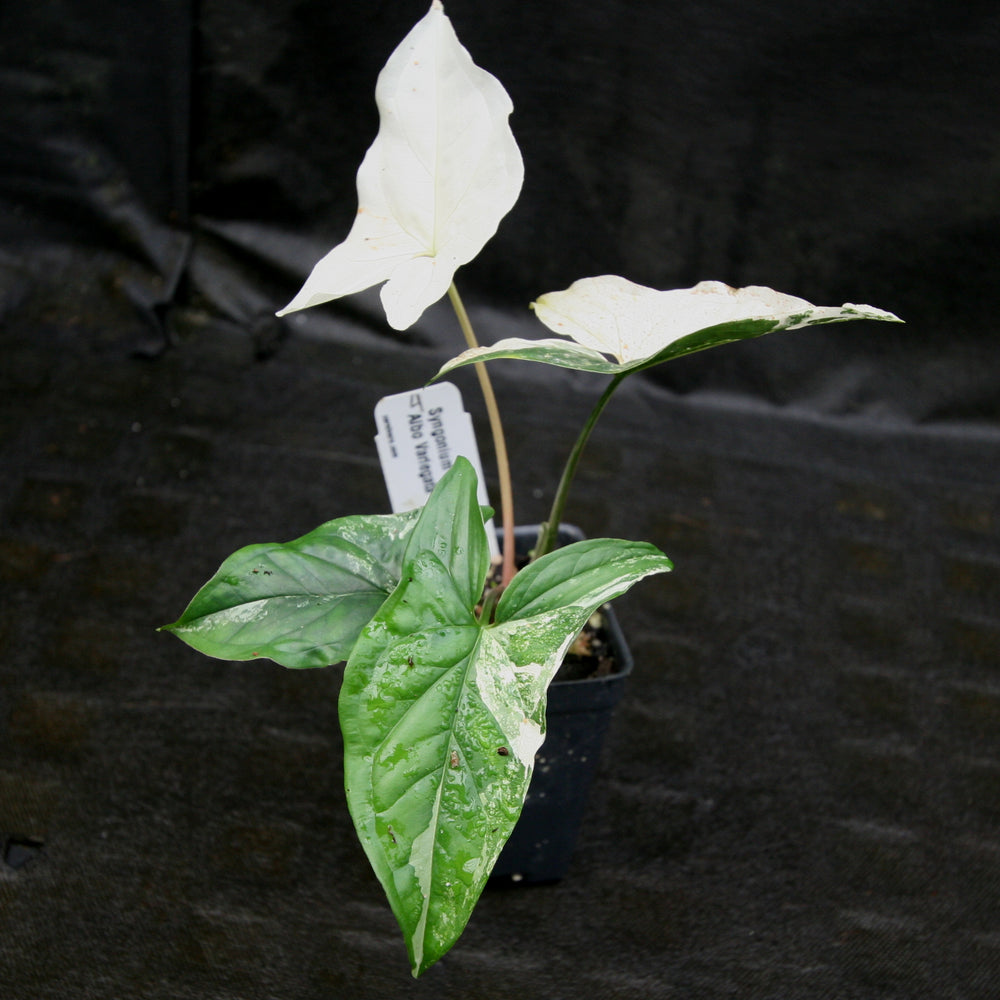 
                      
                        Syngonium albo variegated
                      
                    
