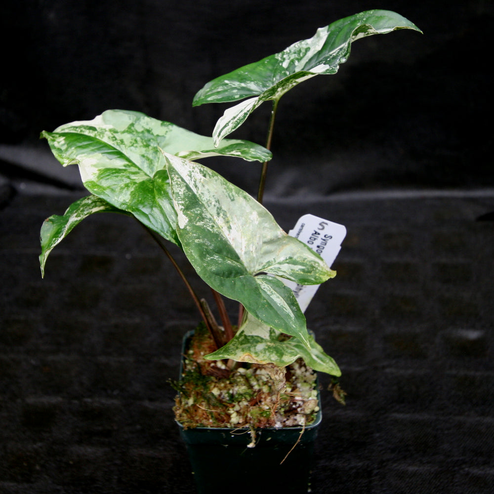 
                      
                        Syngonium albo variegated
                      
                    