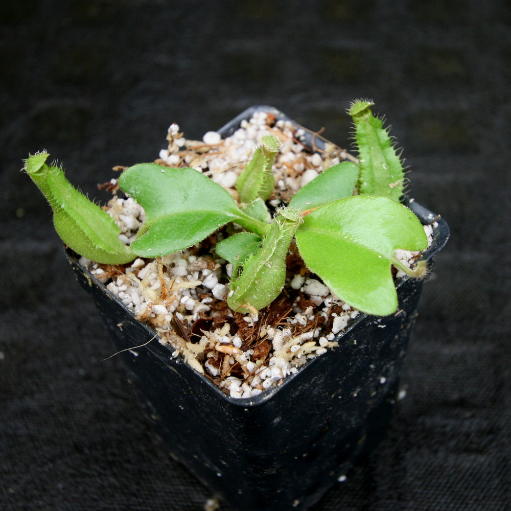 
                      
                        Nepenthes truncata (JB x D), CAR-0183
                      
                    