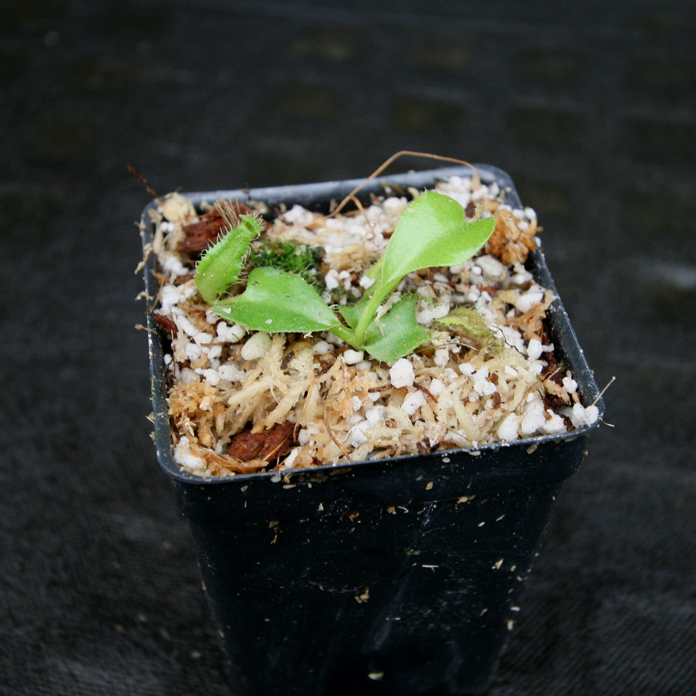 
                      
                        Nepenthes truncata (JB x D), CAR-0183
                      
                    