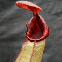 Nepenthes (veitchii x lowii) x robcantleyi, BE-3841