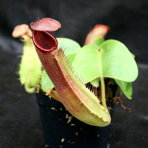 Nepenthes truncata pitcher plant with a red tubular pitcher and green leaves in a pot