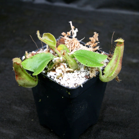 Nepenthes truncata D#1 x C-F seedling with two broad green leaves and small developing pitchers in a black pot
