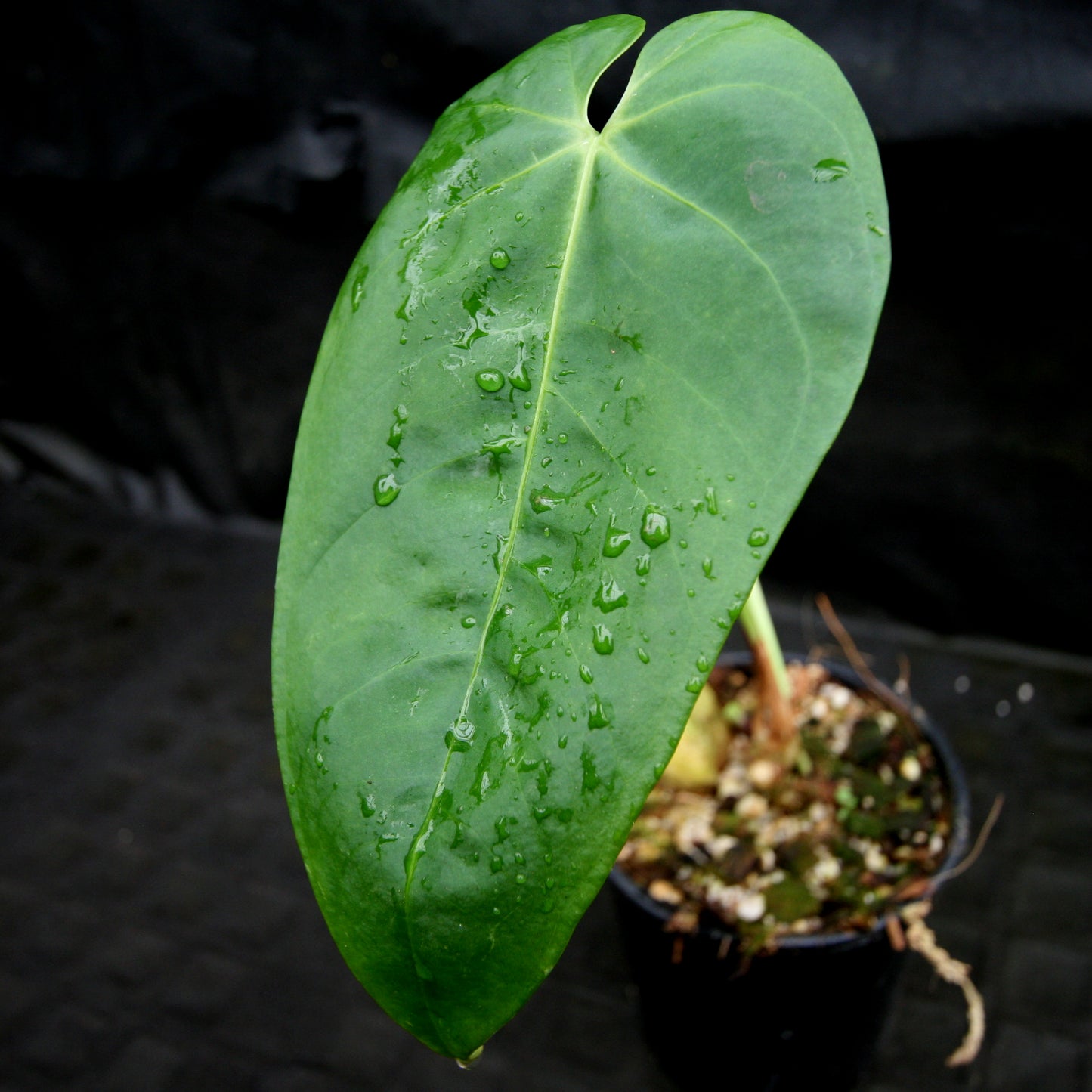 anthurium rotundatum Anthurium rotundistigmatum – Carnivero