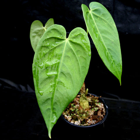 Anthurium rotundistigmatum with two large glossy heart-shaped leaves in a small pot.
