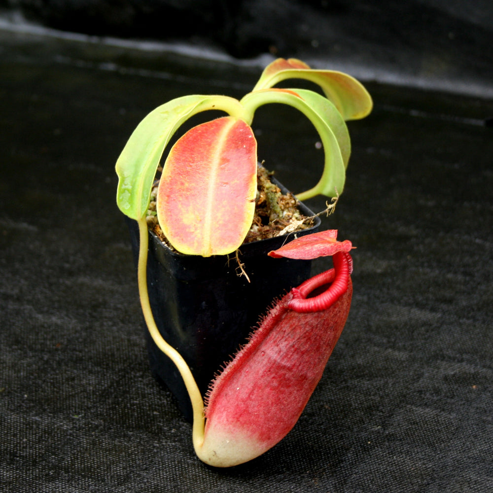 
                      
                        Nepenthes maxima x Trusmadiensis
                      
                    