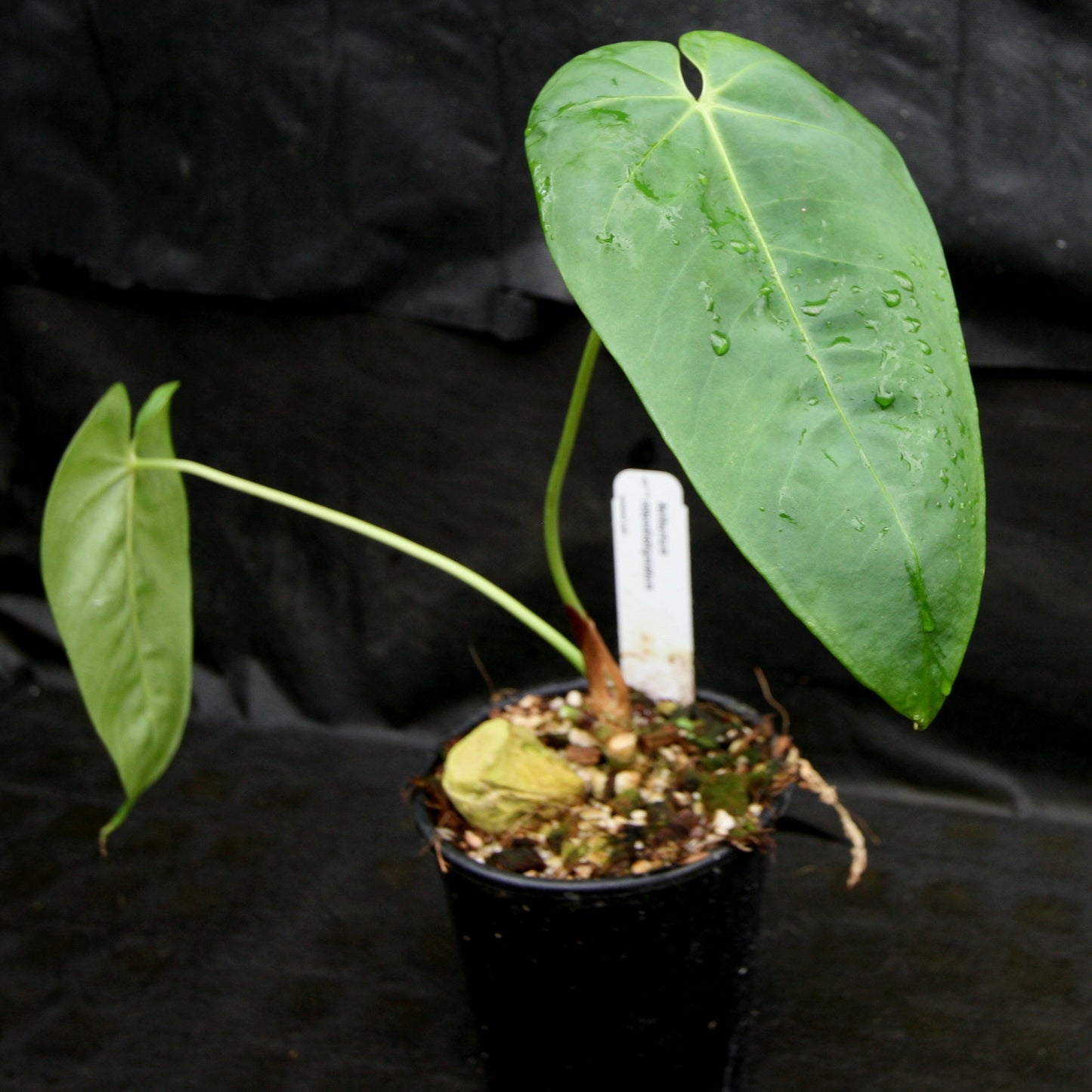 anthurium rotundatum Anthurium rotundistigmatum – Carnivero