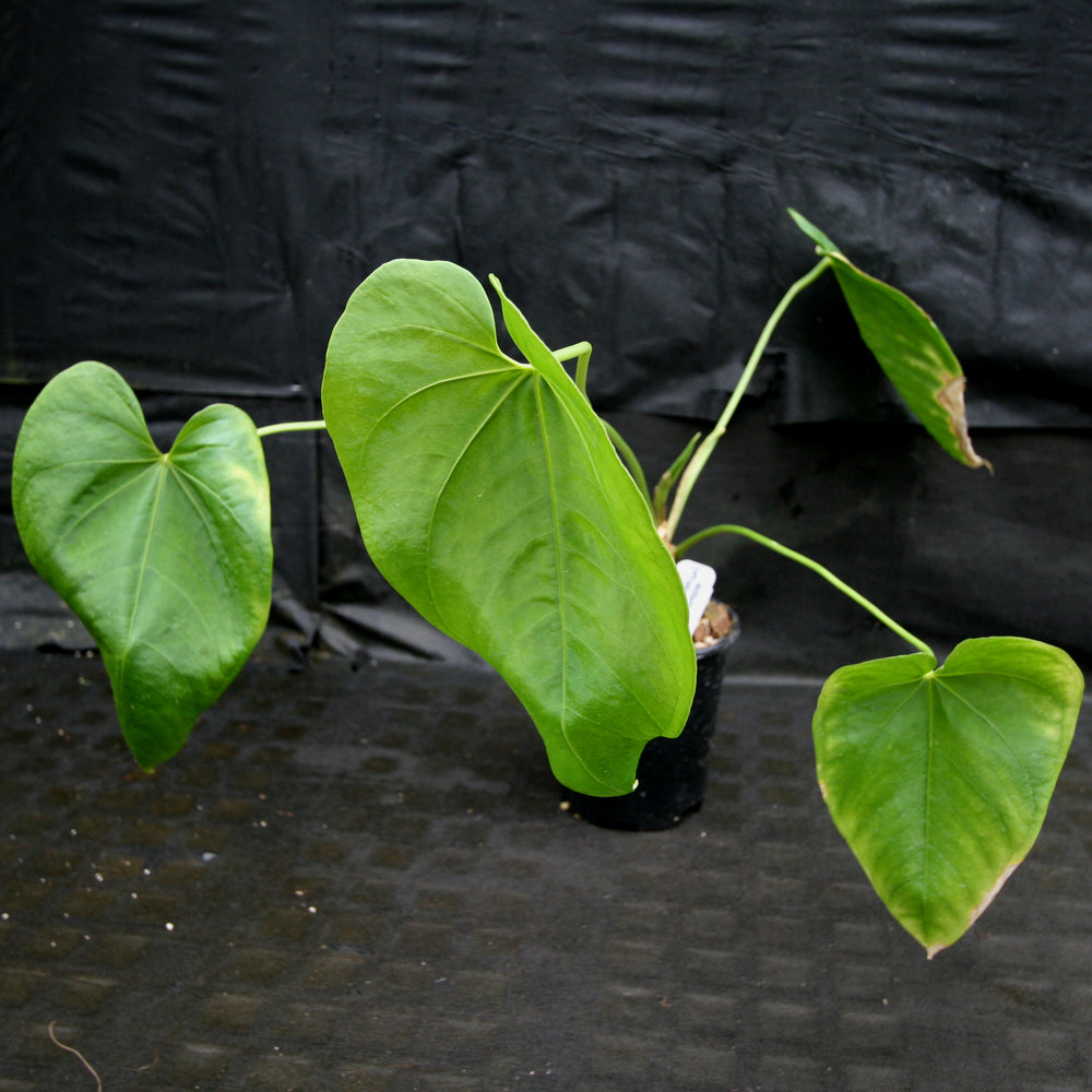 
                      
                        Anthurium rotundistigmatum
                      
                    