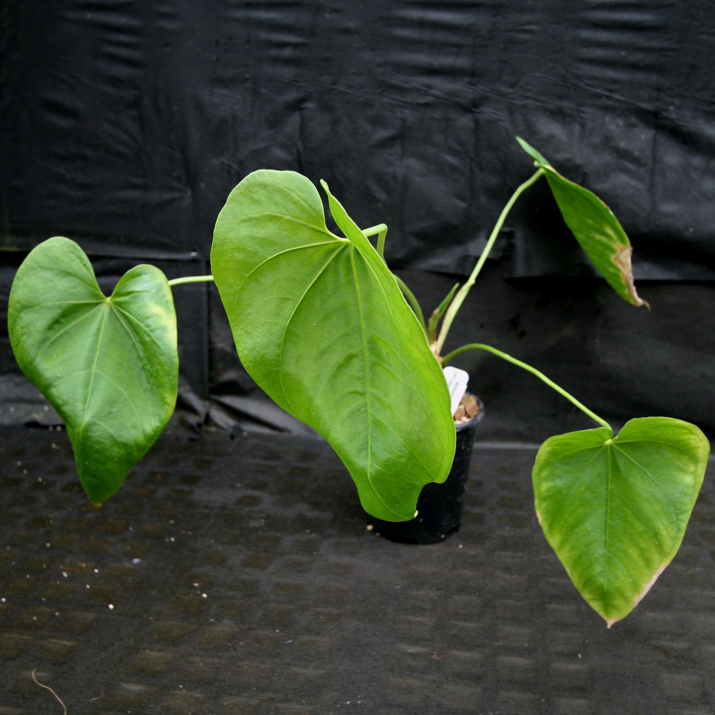 anthurium rotundatum Anthurium rotundistigmatum – Carnivero
