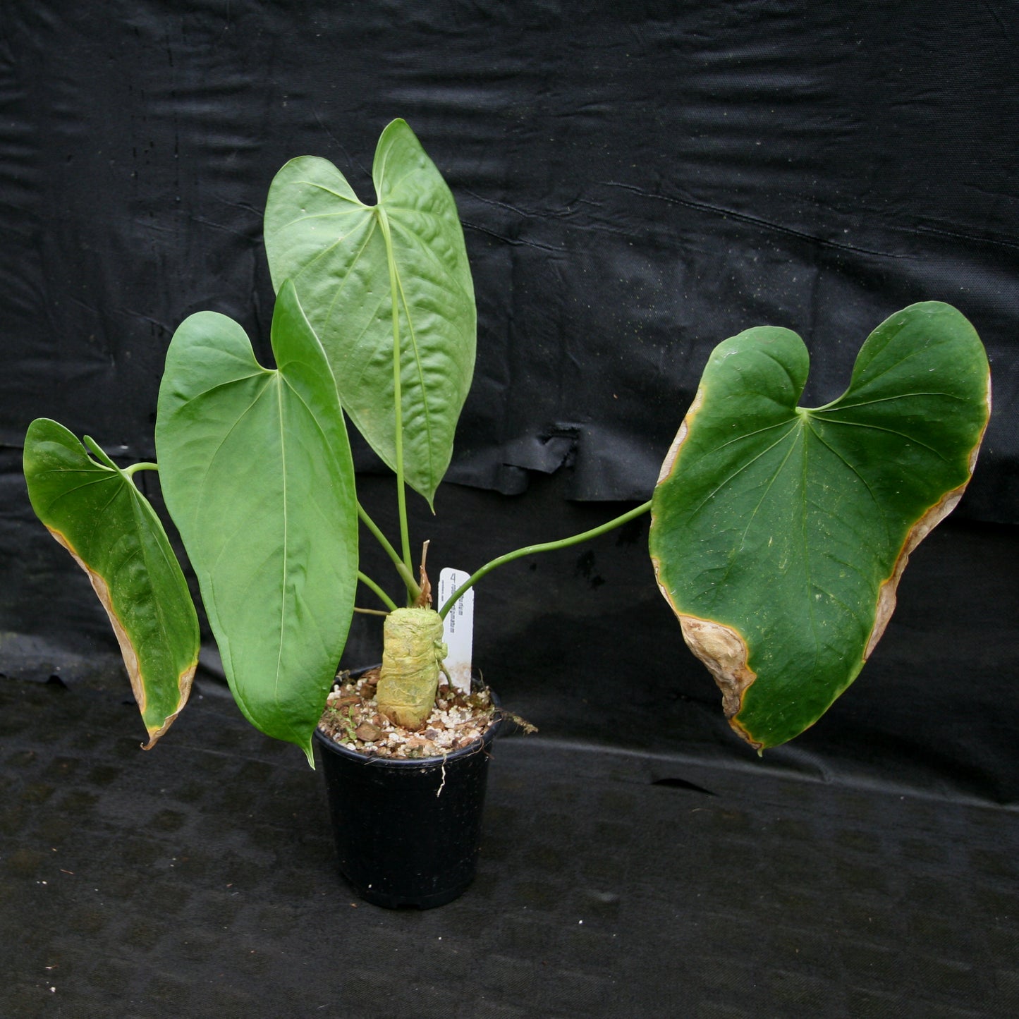 anthurium rotundatum Anthurium rotundistigmatum – Carnivero