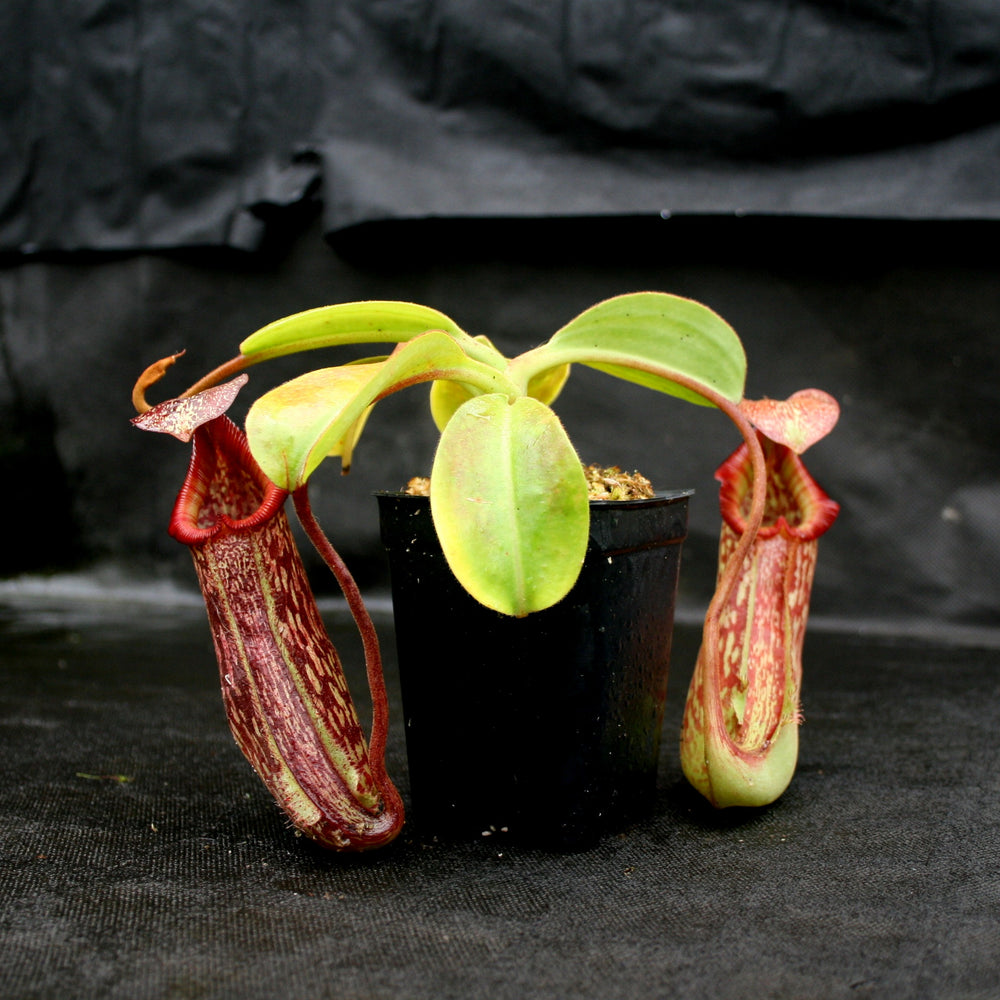 
                      
                        Nepenthes maxima x Trusmadiensis
                      
                    