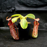 Nepenthes maxima x Trusmadiensis