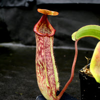 Nepenthes maxima x Trusmadiensis