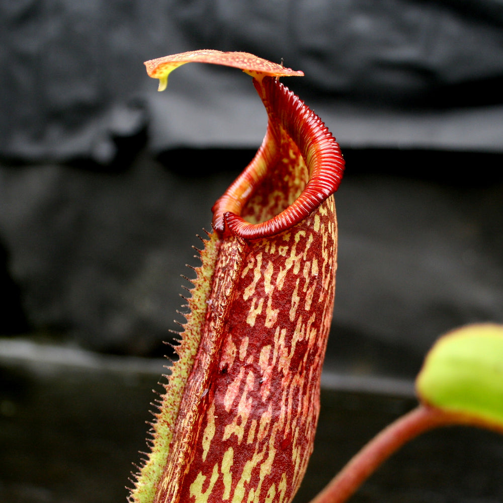 
                      
                        Nepenthes maxima x Trusmadiensis
                      
                    