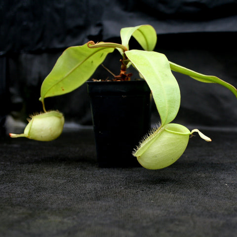Nepenthes ampullaria Green plant in a black pot with a pale green pitcher and broad leaves against a dark backdrop