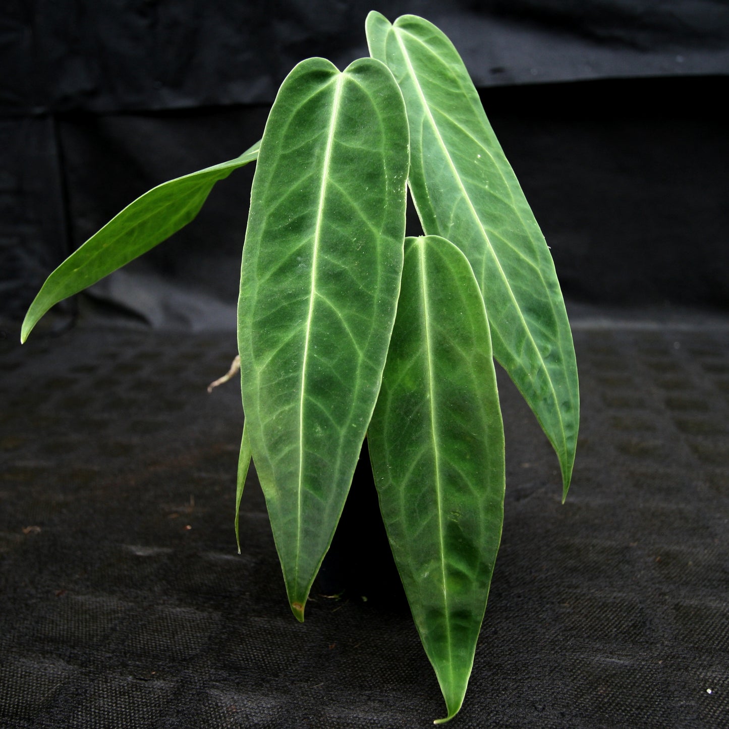 anthurium cirinoi x warocqueanum Anthurium aff. cirinoi "Hawaii" x warocqueanum – Carnivero