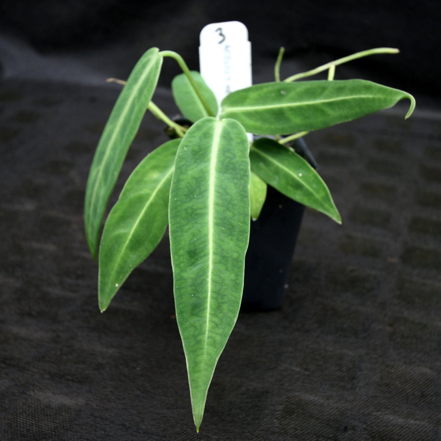 anthurium cirinoi x warocqueanum Anthurium aff. cirinoi "Hawaii" x warocqueanum – Carnivero