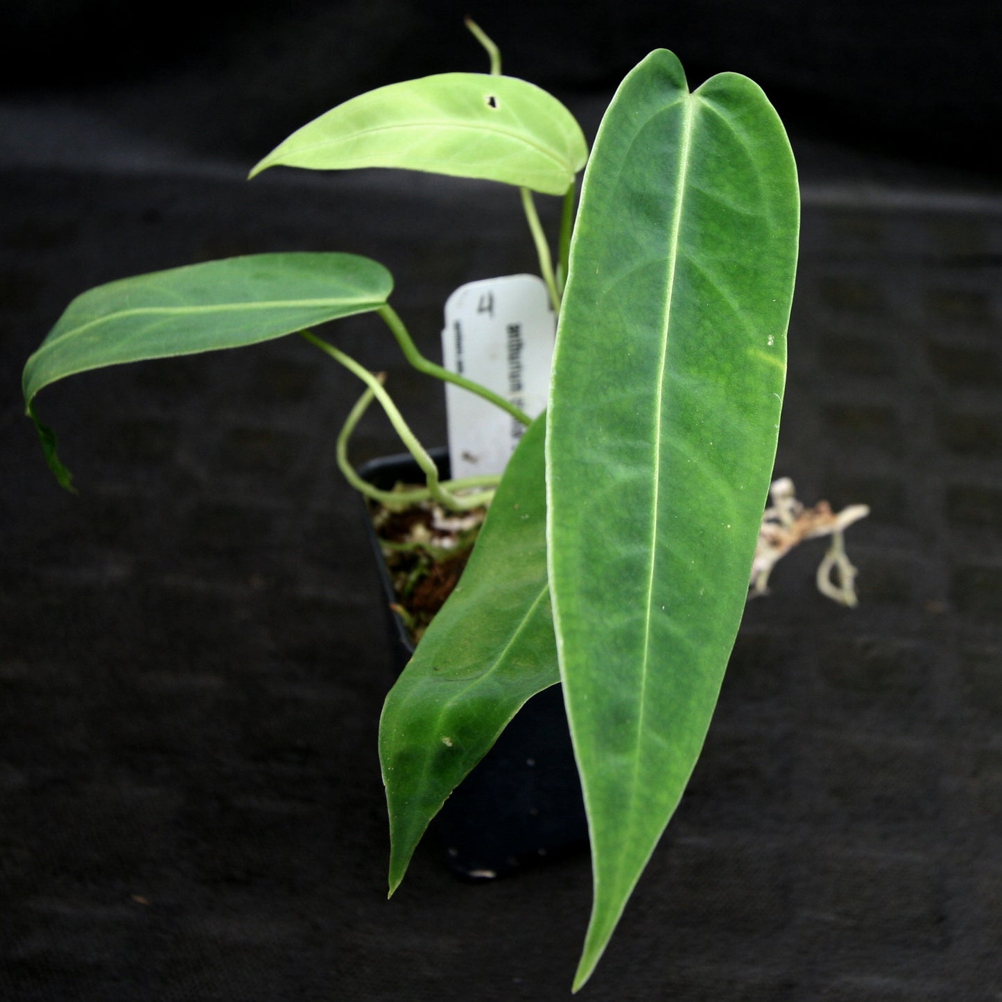 anthurium cirinoi Anthurium aff. cirinoi "Hawaii" x warocqueanum – Carnivero