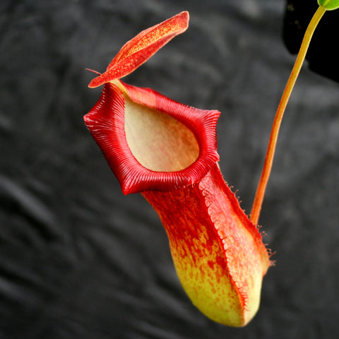 Red Nepenthes ventricosa Madja-as x spathulata x jacquelineae BE Best pitcher with bright red peristome.