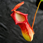 Nepenthes ventricosa Madja-as x (spathulata x jacquelineae)-BE Best, CAR-0040