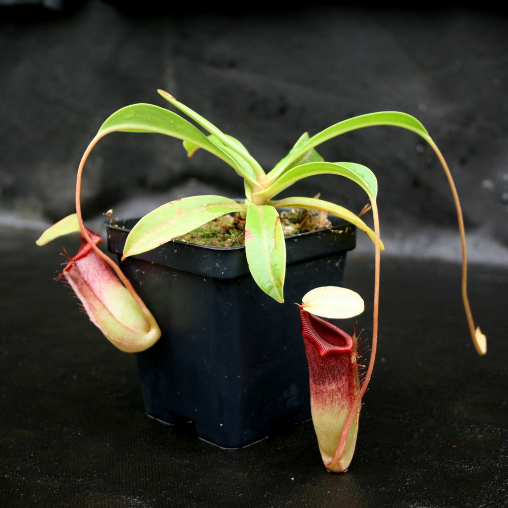 
                      
                        Nepenthes ventricosa Madja-as x (spathulata x jacquelineae)-BE Best, CAR-0040
                      
                    