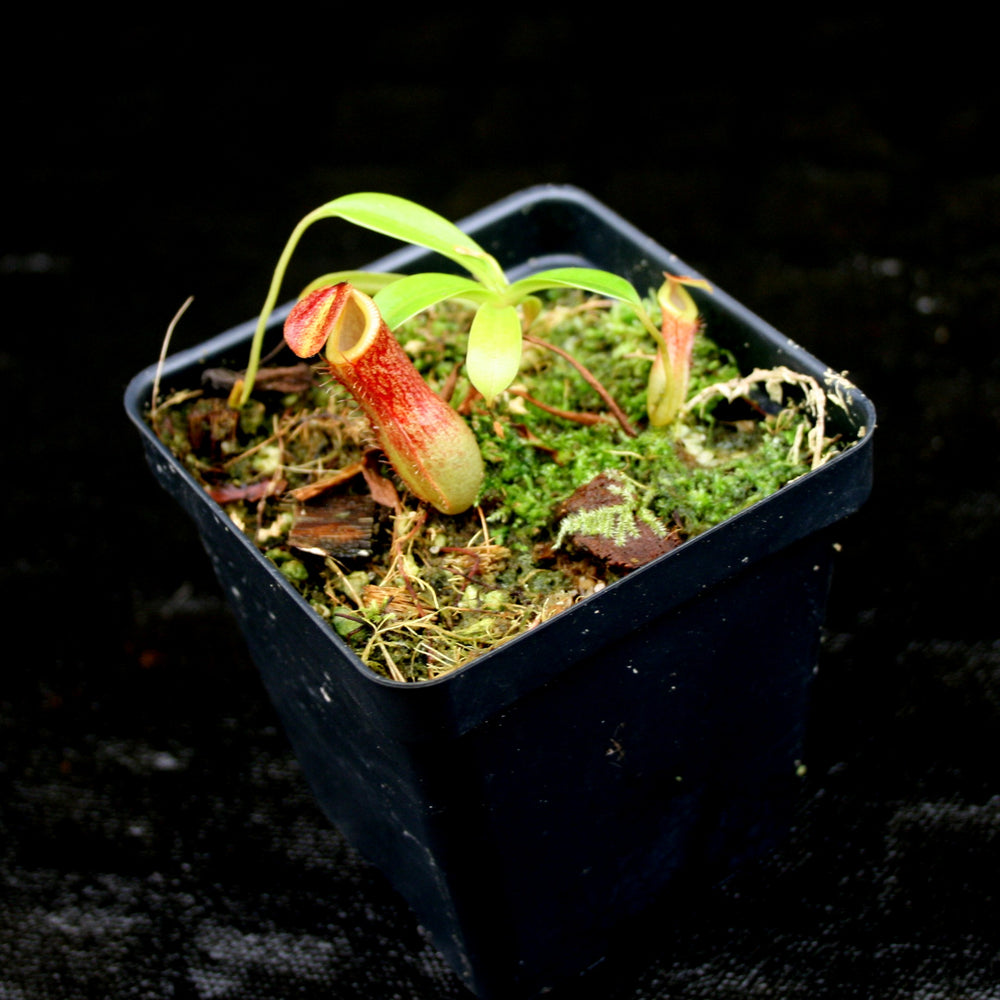
                      
                        Nepenthes ventricosa Madja-as x (spathulata x jacquelineae)-BE Best, CAR-0040
                      
                    