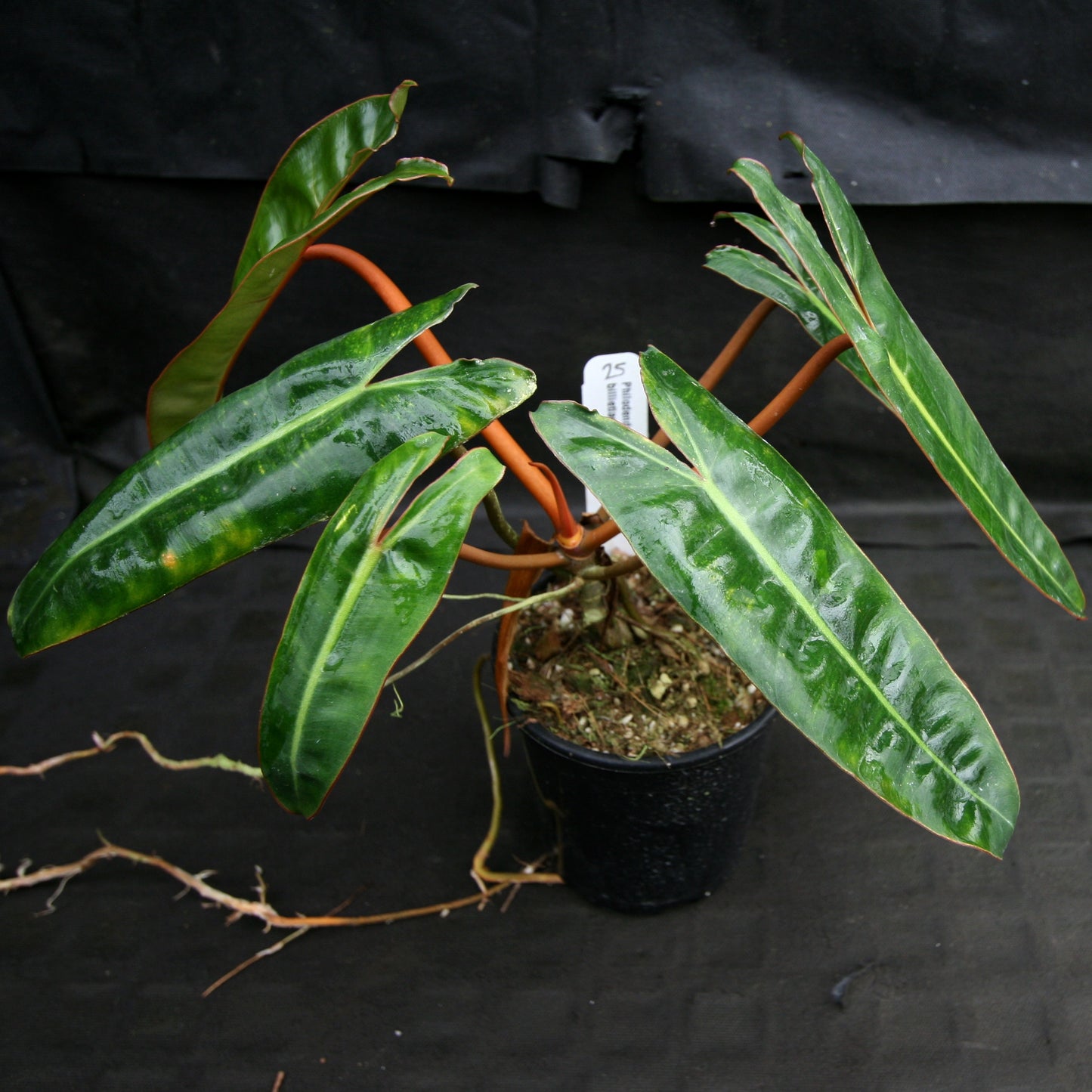 philodendron billietae Philodendron billietiae – Carnivero