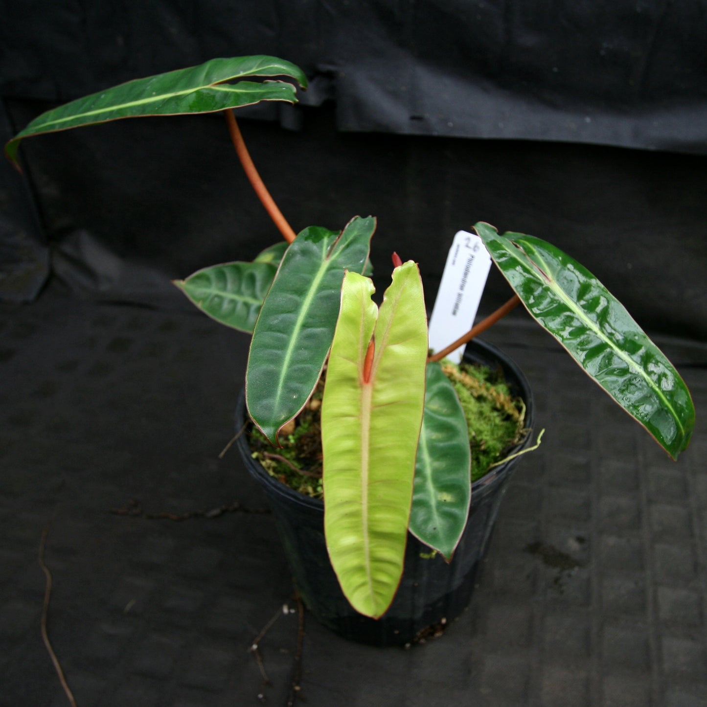 philodendron billietiae dark form Philodendron billietiae – Carnivero