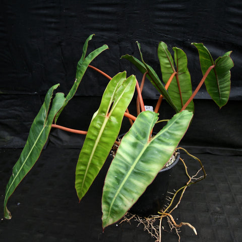 Philodendron billietiae with long narrow leaves on orange stems in a black pot