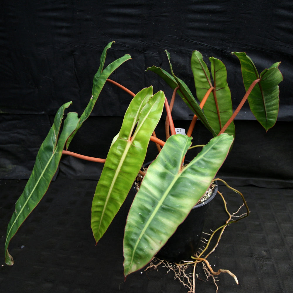 philodendron billietiae dark form Philodendron billietiae – Carnivero