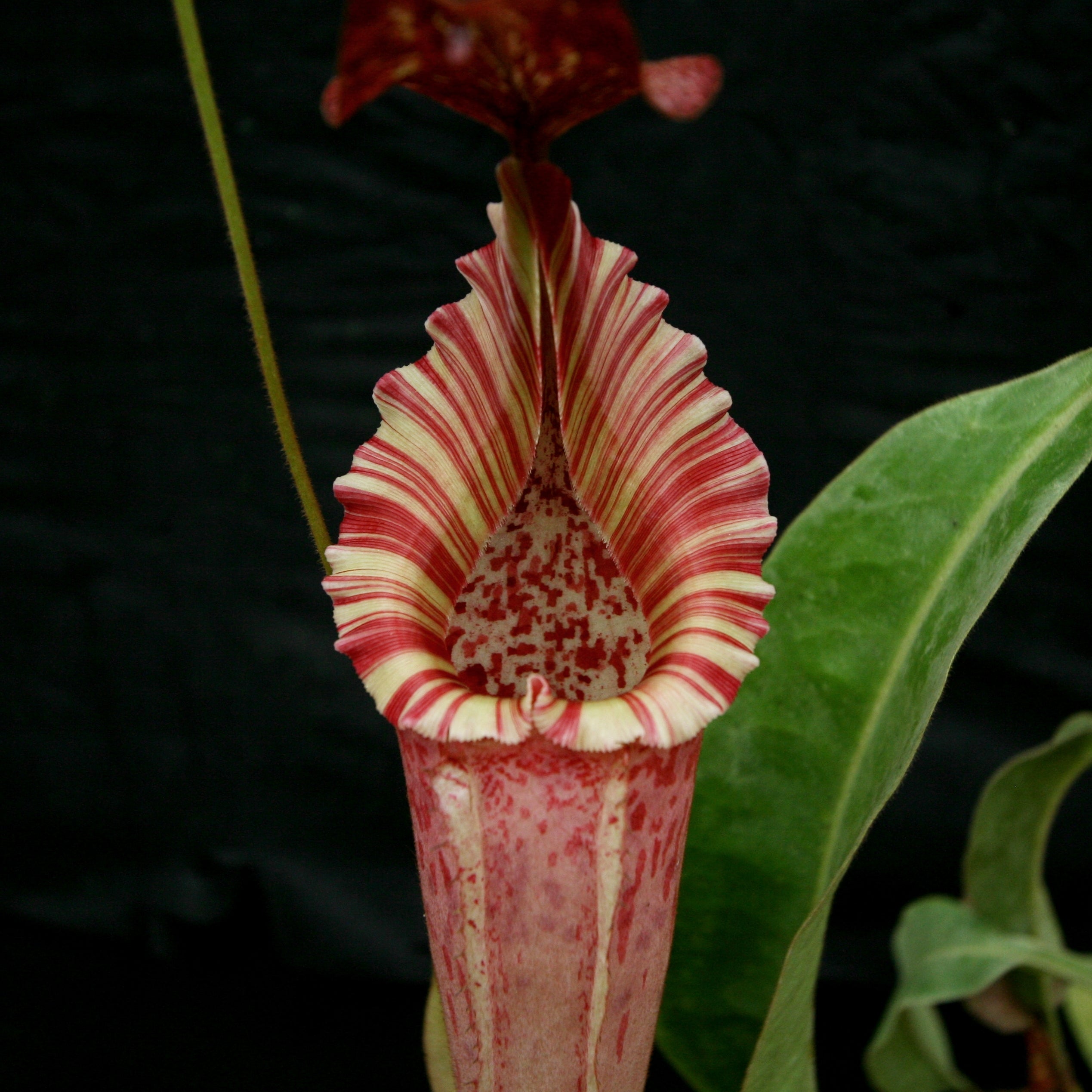 Nepenthes tiveyi 