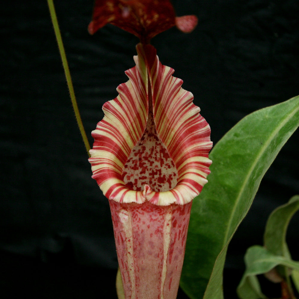 
                      
                        Nepenthes tiveyi "Sarawak Red"
                      
                    