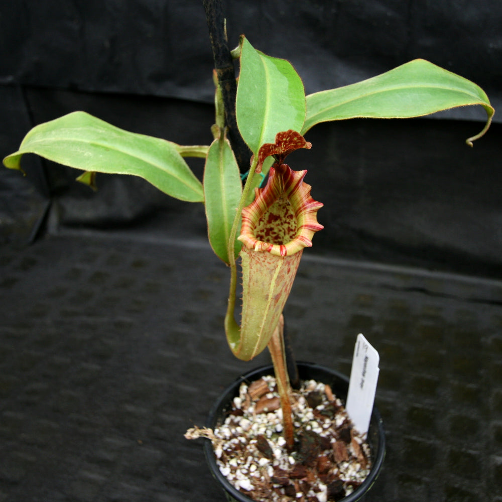 
                      
                        Nepenthes tiveyi "Sarawak Red"
                      
                    