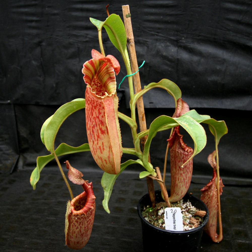
                      
                        Nepenthes tiveyi "Sarawak Red"
                      
                    