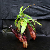 Nepenthes burkei x hamata