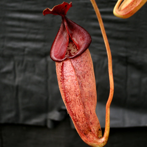 Red elongated pitcher of Nepenthes talangensis x robcantleyi with a ridged hood against a dark backdrop