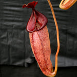 Nepenthes talangensis x robcantleyi, pitcher plant, carnivorous plant, collectors plant, large pitchers, rare plants