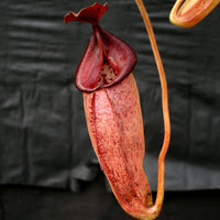 Nepenthes talangensis x robcantleyi