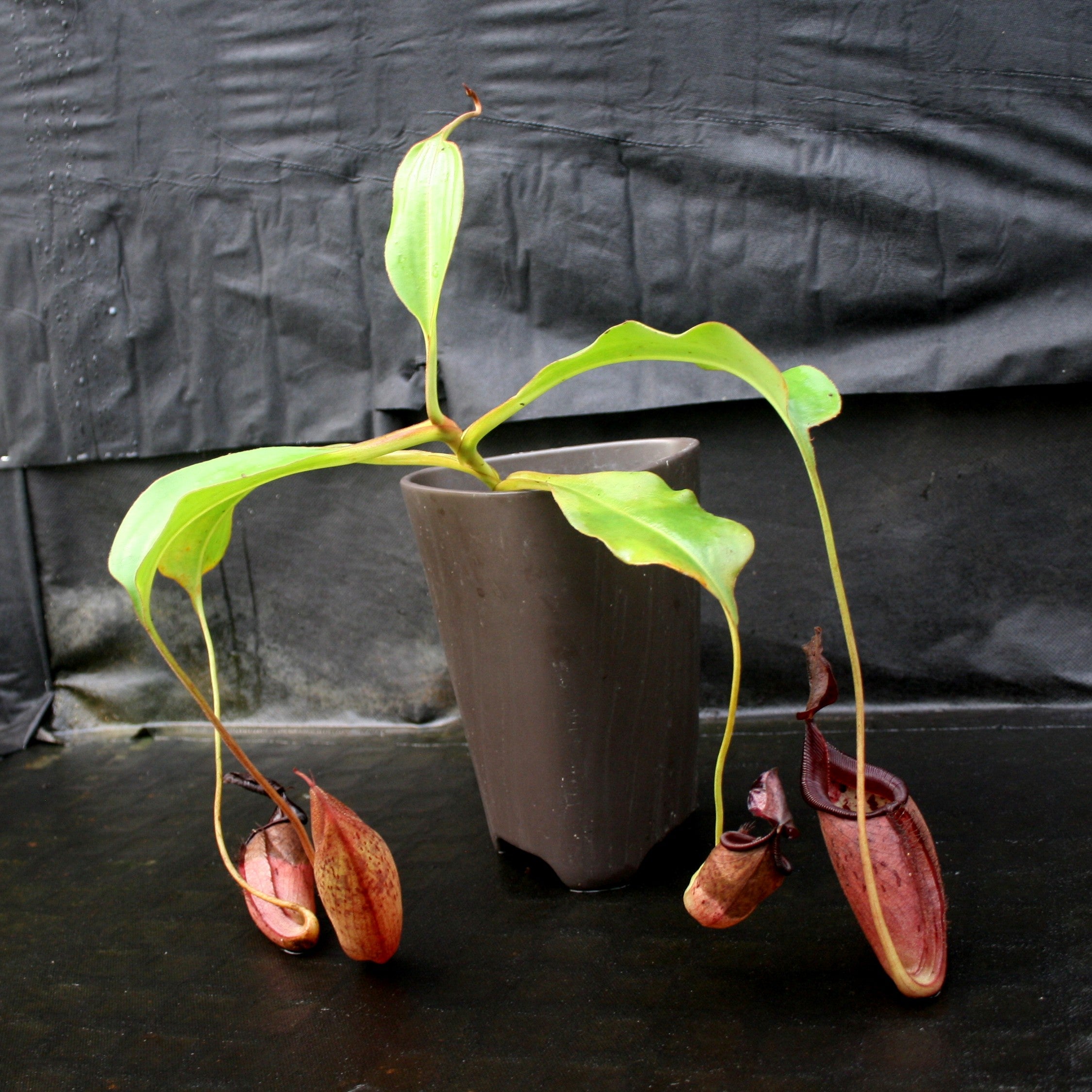Nepenthes talangensis x robcantleyi – Carnivero