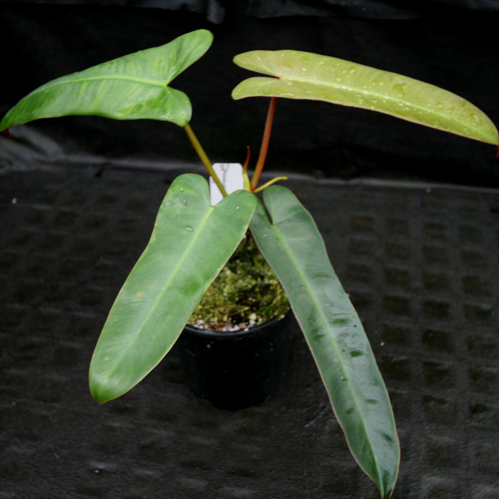 
                      
                        Philodendron atabapoense
                      
                    