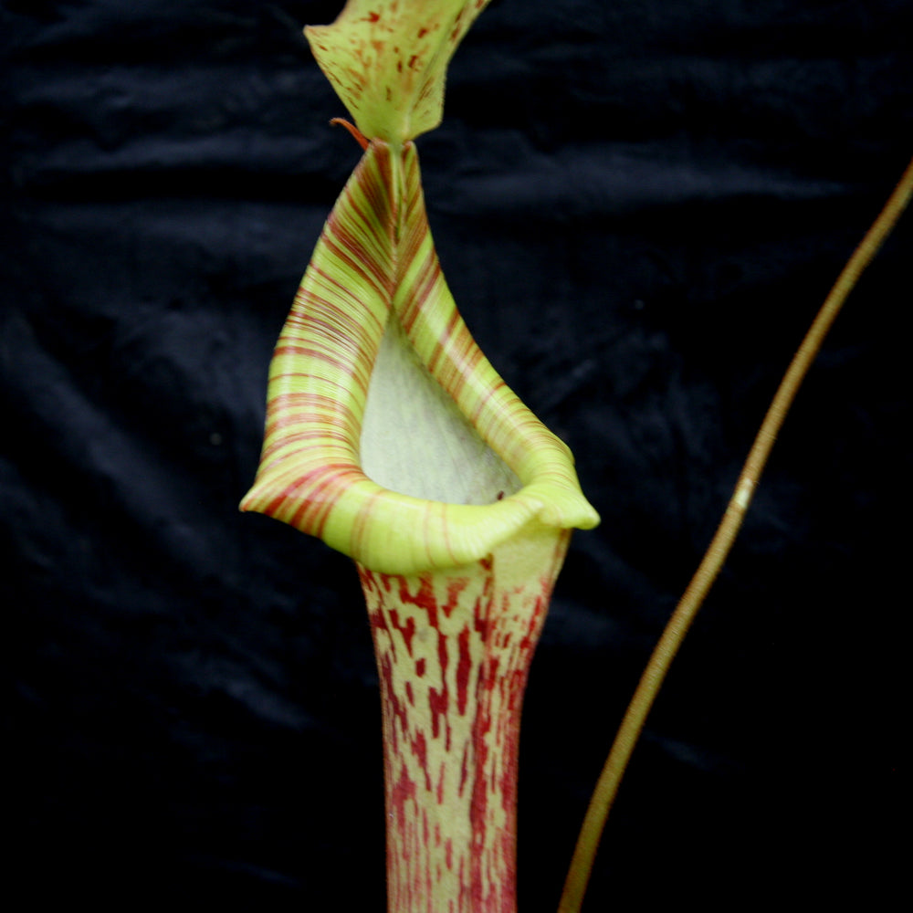 
                      
                        Nepenthes [(lowii x veitchii) x boschiana]-yellow x platychila, CAR-0084
                      
                    