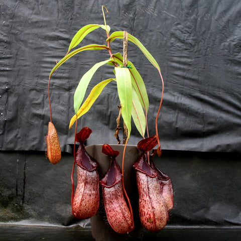 Nepenthes burkei x hamata plant with long green leaves and multiple burgundy mottled pitchers hanging from red tendrils