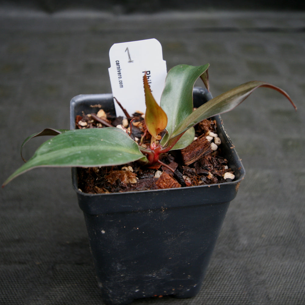 
                      
                        Philodendron Red Heart
                      
                    