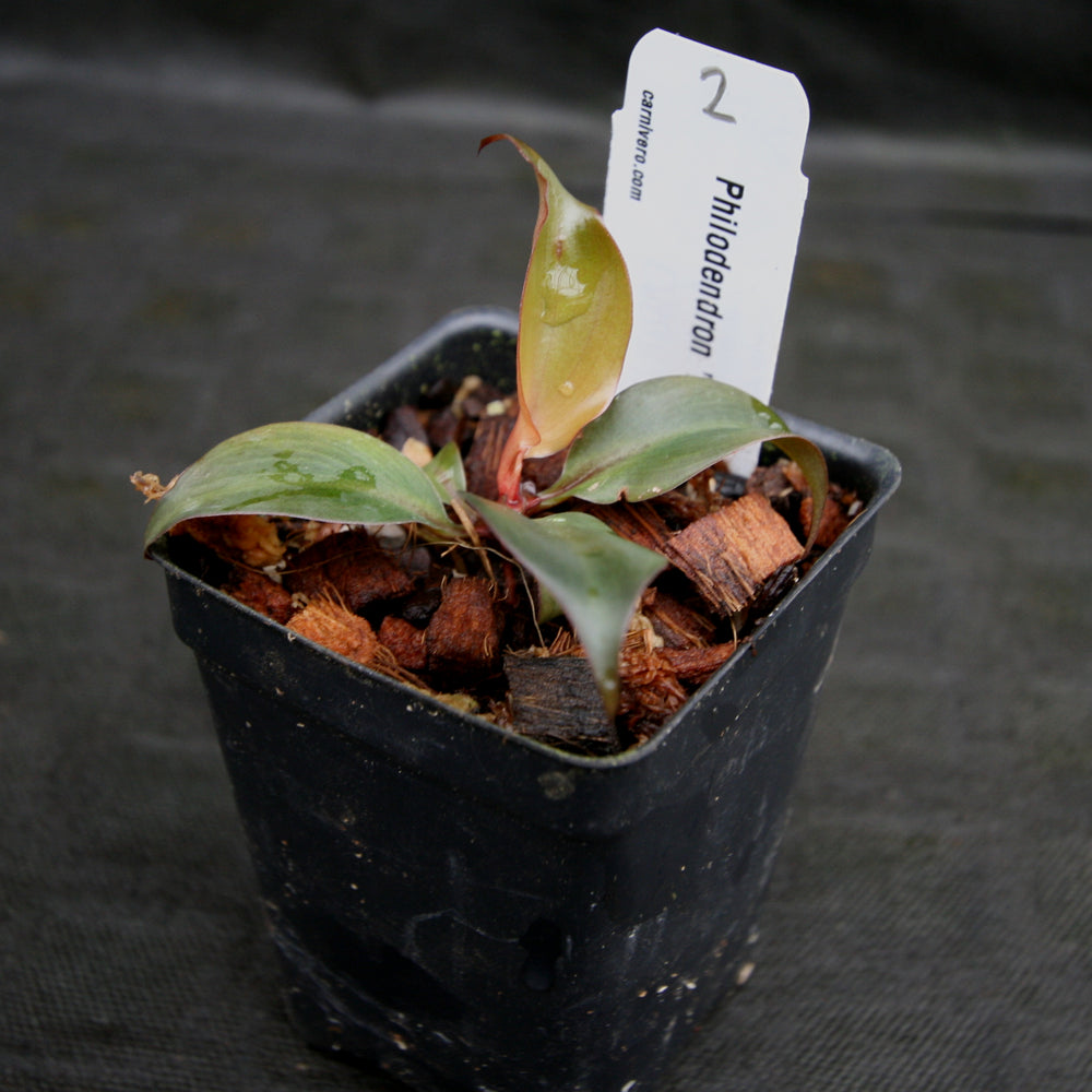 
                      
                        Philodendron Red Heart
                      
                    