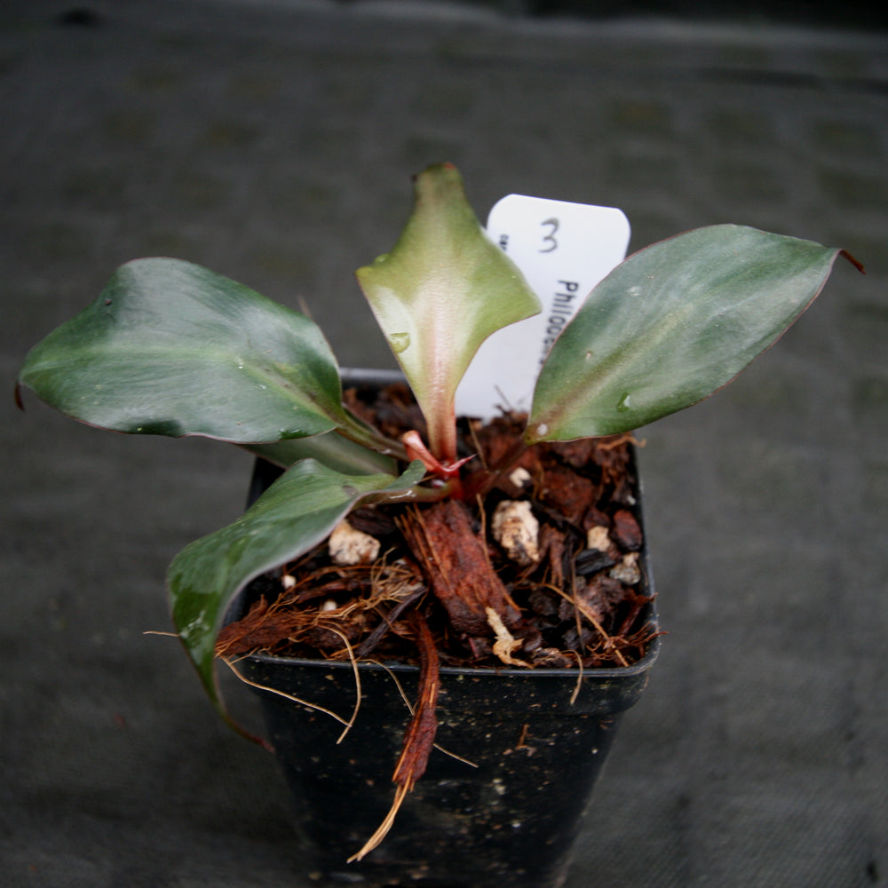 
                      
                        Philodendron Red Heart
                      
                    