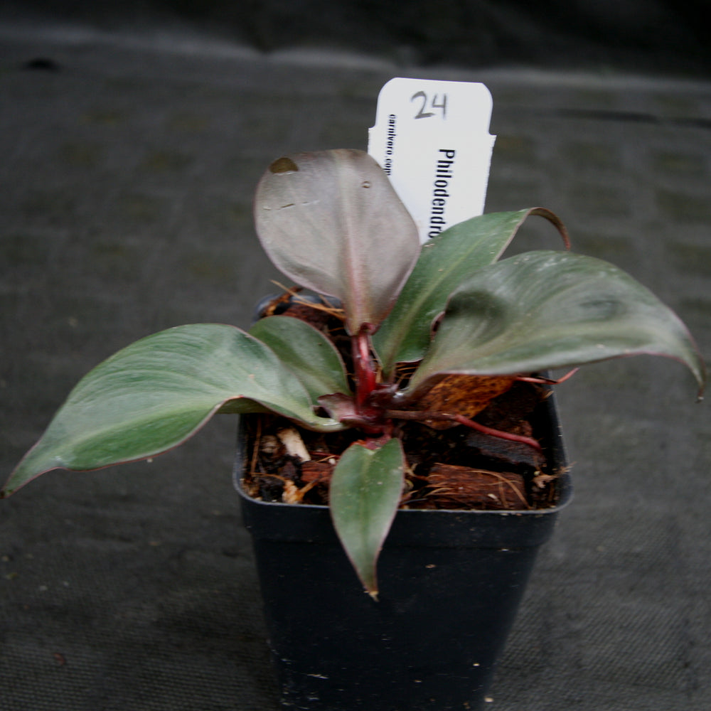 
                      
                        Philodendron Red Heart
                      
                    