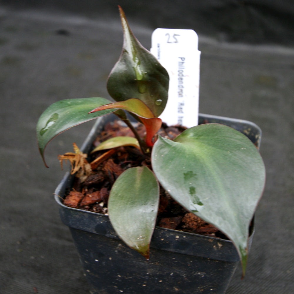 
                      
                        Philodendron Red Heart
                      
                    