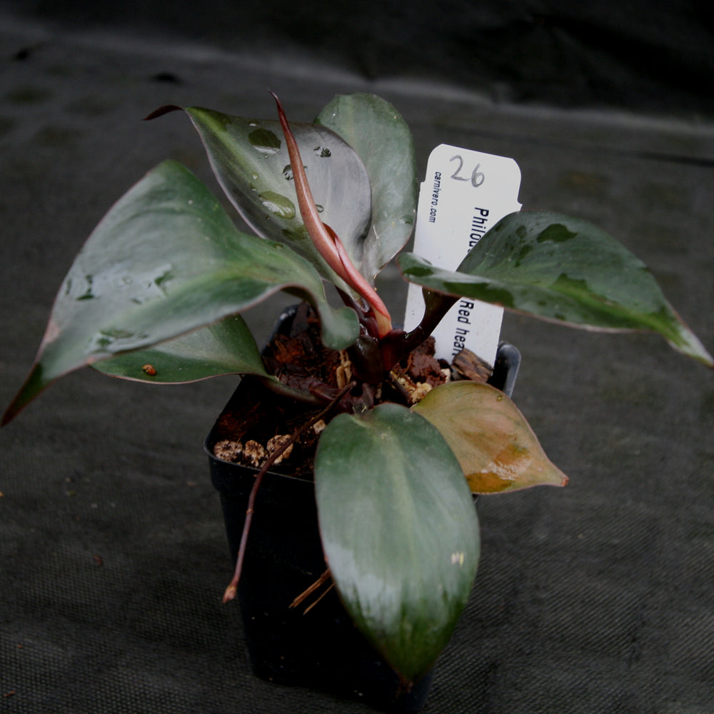 
                      
                        Philodendron Red Heart
                      
                    