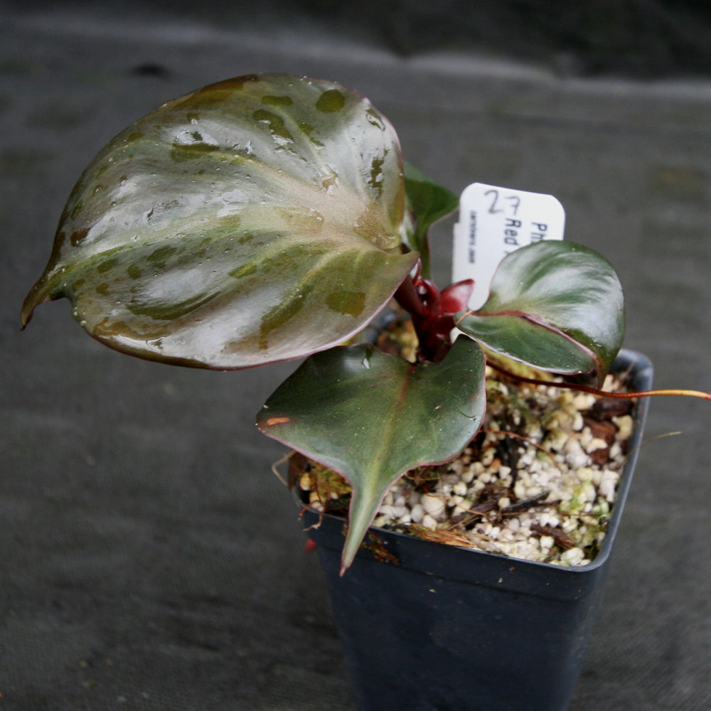 
                      
                        Philodendron Red Heart
                      
                    